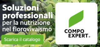 Compo piccolo