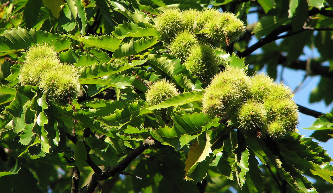 Breve saggio sul castagno | AboutPlants