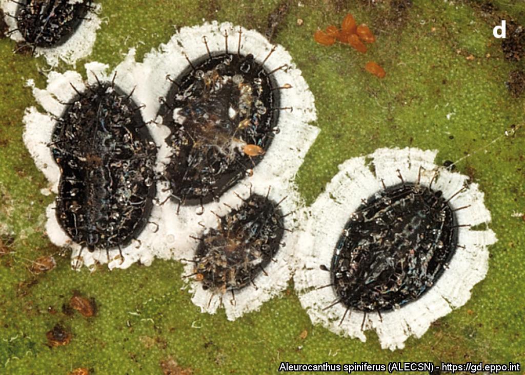 Aleurocanthus spiniferus un nuovo pericolo per le ornamentali