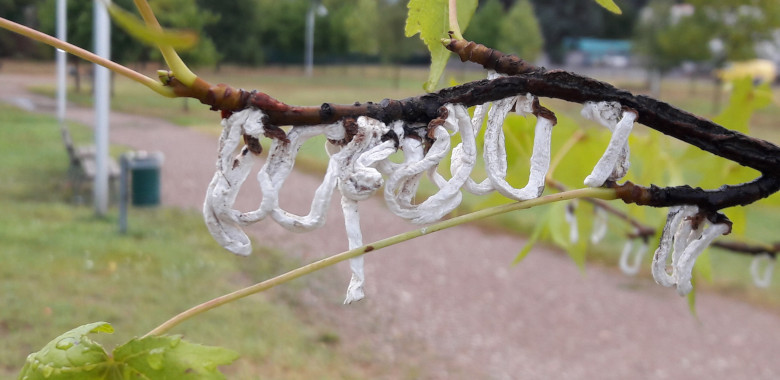 La cocciniglia Takahashia japonica un rischio per le ornamentali